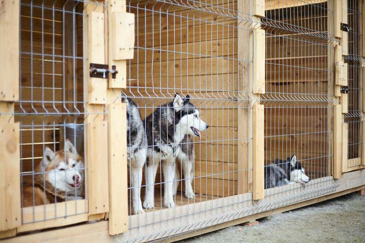Legalna hodowla psów huskie