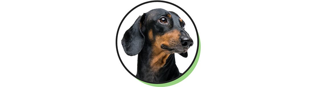 A chill miniature dachshund