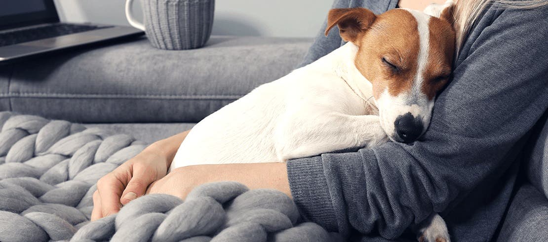 Dog being looked after by owner