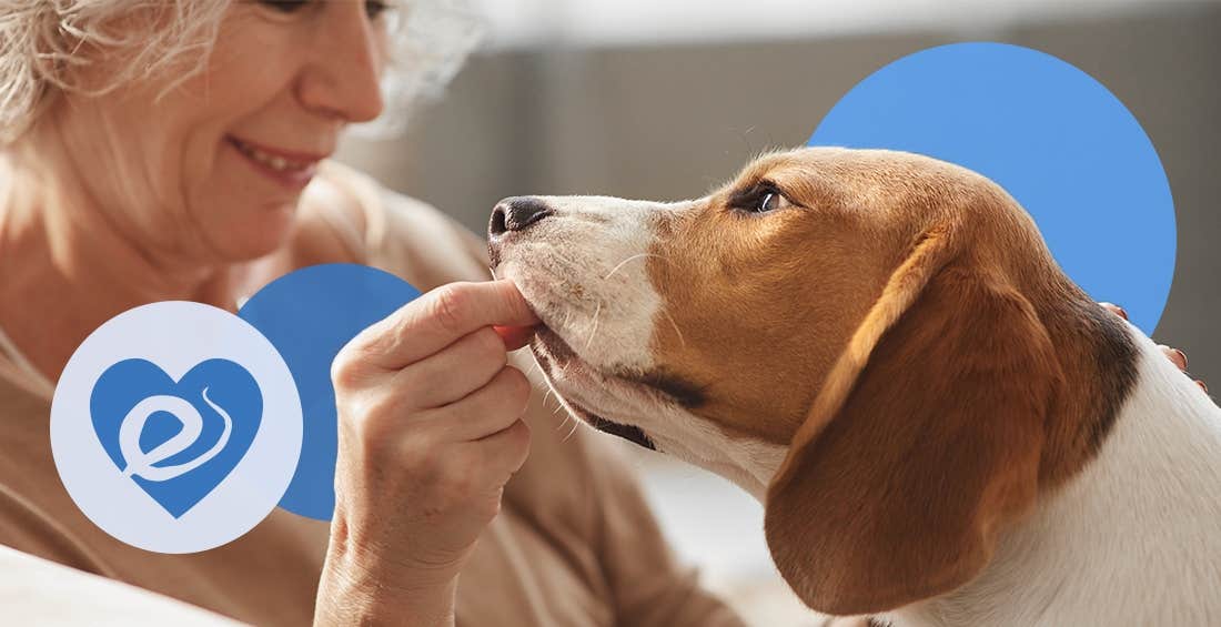 Dog eating a heartworm chew from owners hand