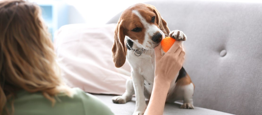  An owner giving her dog an orange treat toy for mental exercise.