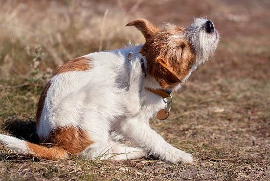 Kromfohrländer hund kradser sig  