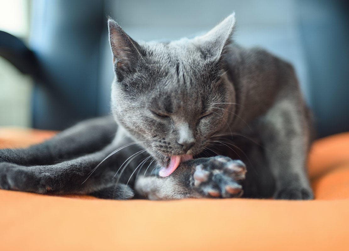 Cat licking paws
