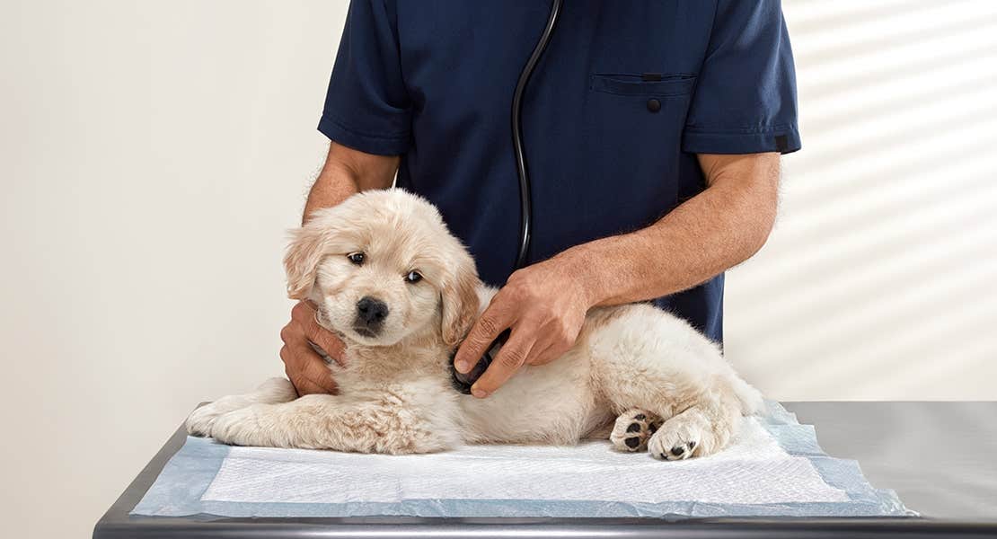 Vet table male with golden