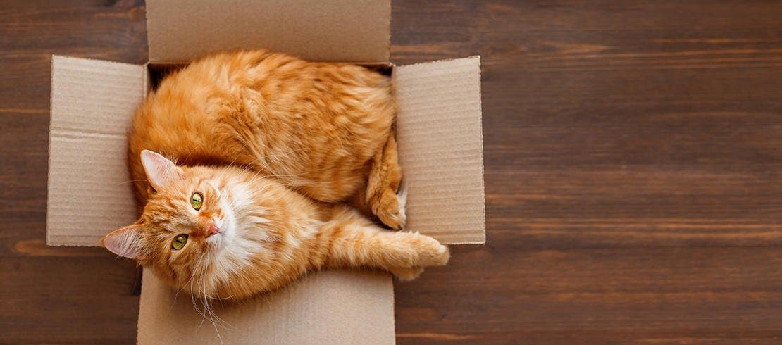 An image of a ginger cat sitting in a cardboard box