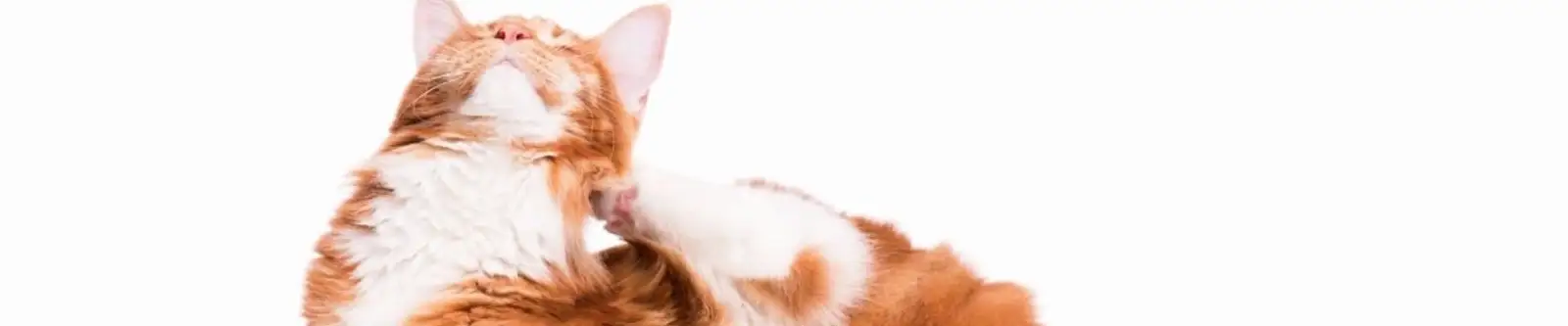 Orange tabby cat scratching its neck