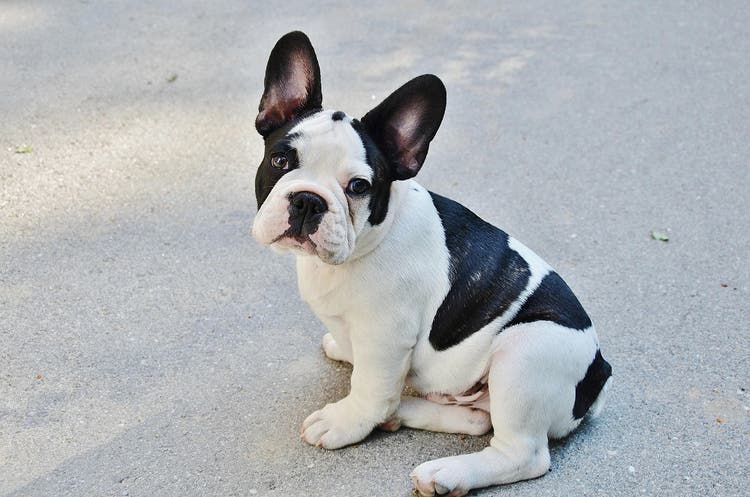 Bulldog francese