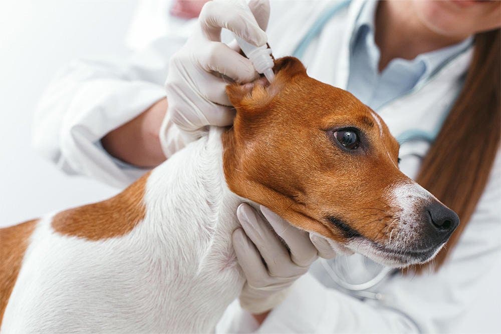 in tekst behandeling oormijt hond