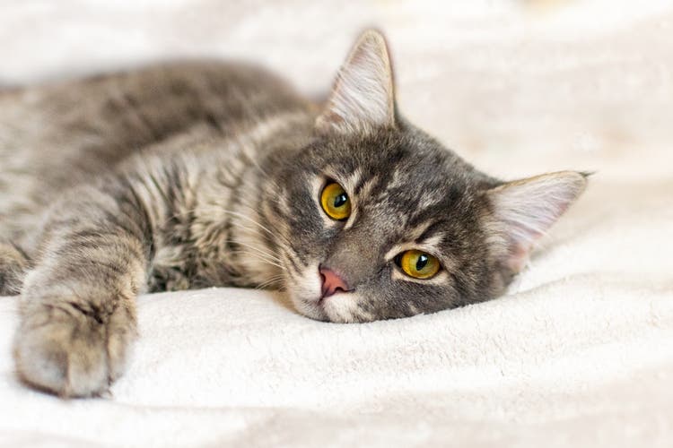 Kat ligt droevig op bed