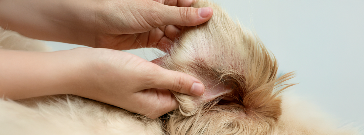 Tutor verificando a pele de um cachorro em busca de pulgas e carrapatos