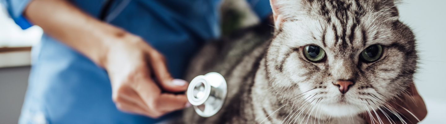 Poprvé u veterináře 