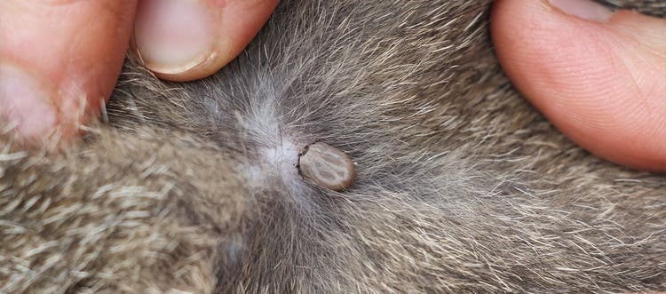 A tick embedded in a cat’s skin.