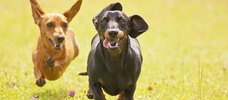 Two miniature dachshunds running through a field