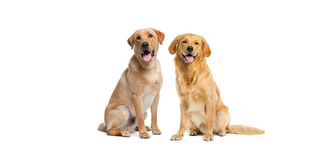 En vy sida vid sida för en gul labrador och golden retriever