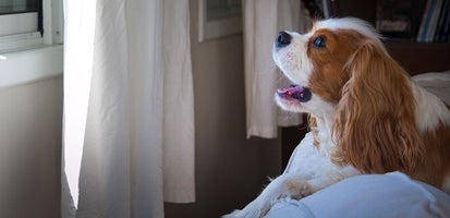Cavalier King Charles Spaniel looking out the window.