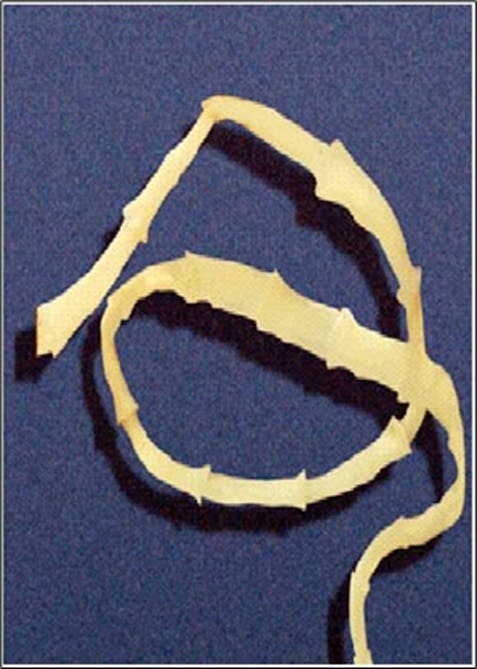 Flea tapeworm