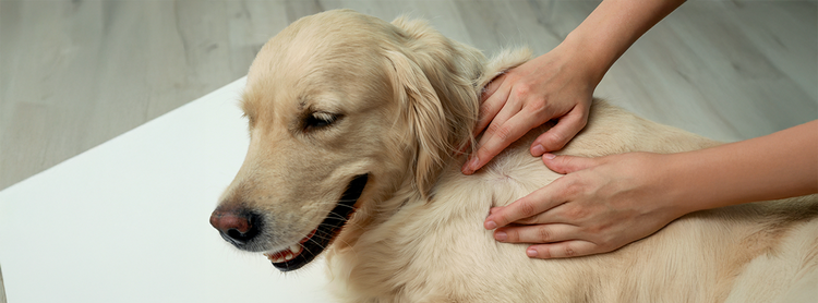 Tutor examinando o pelo de um cachorro para verificar a presença de pulgas e carrapatos