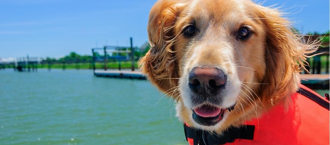 A happy senior golden retriever in a life jacket riding on a boat.