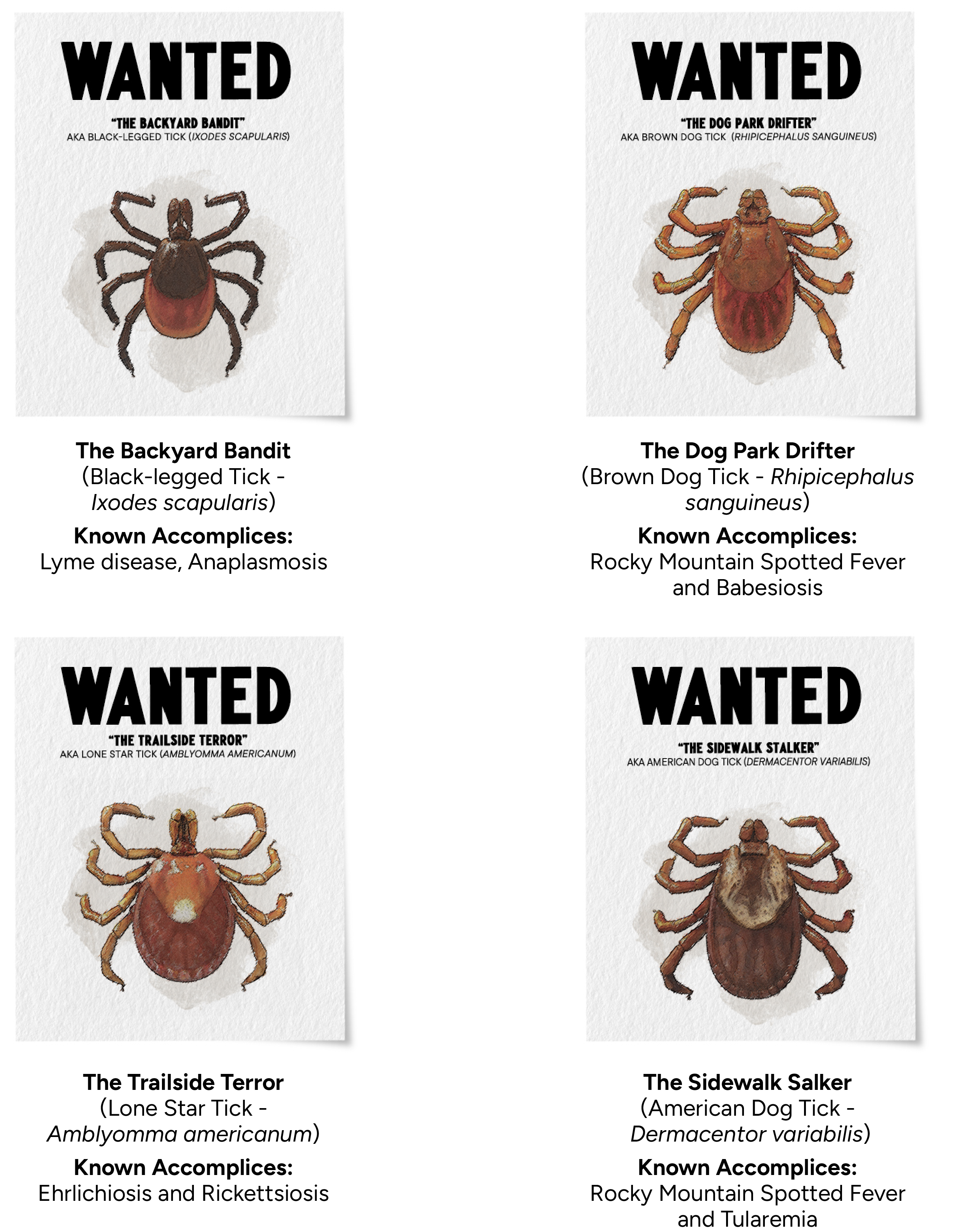 Tick-Borne Diseases in Dogs: The Canine Criminals You Need to Know, image size:2549x3242