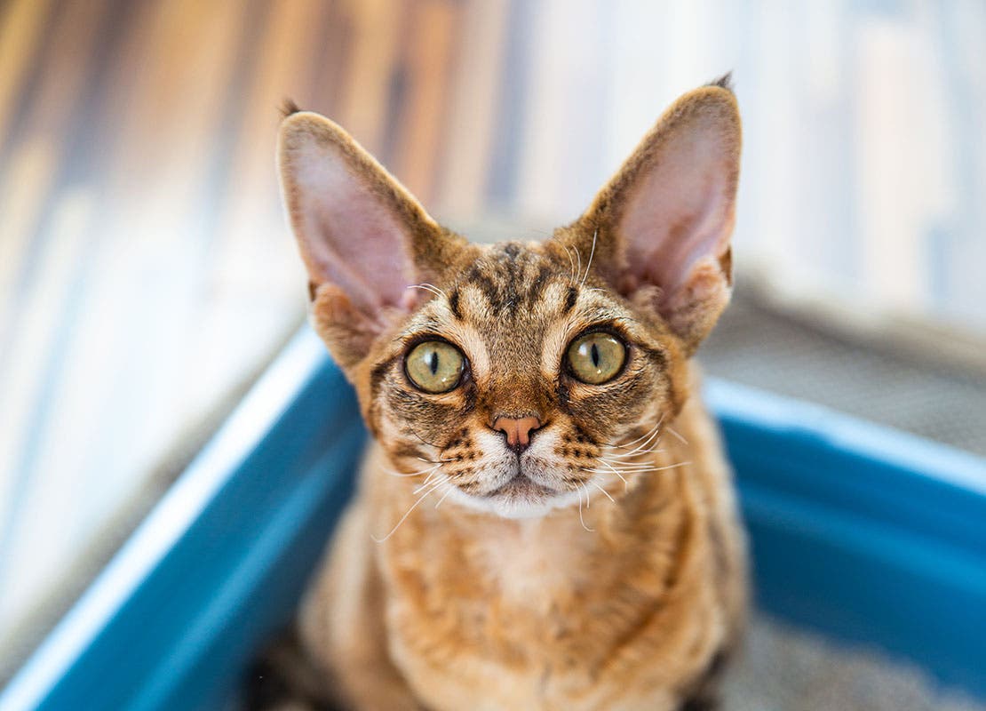 Devon Rex cat sitting in litter box