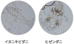 イヌニキビダニ、ヒゼンダニ