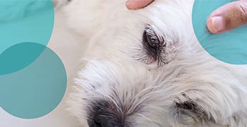 An owner petting their fluffy white dog that is in pain lying on the floor. 