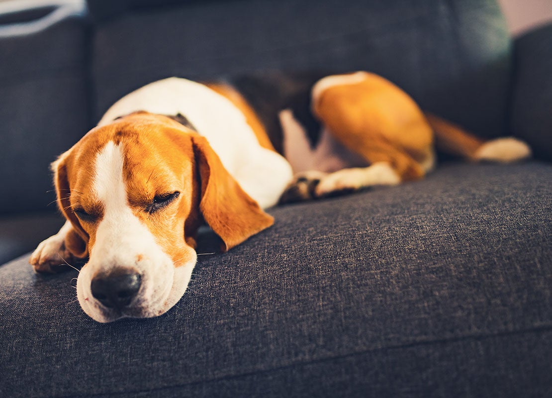 Beagle dog lying on the sofa