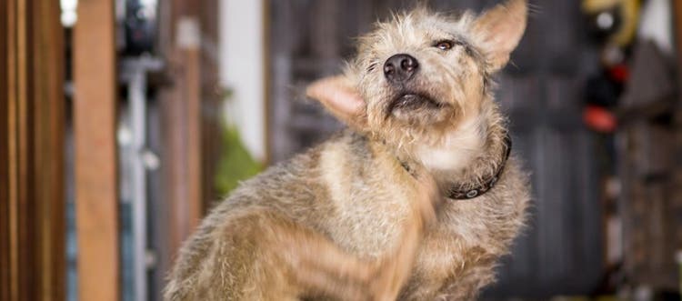 ノミに咬まれた首を掻くテリア犬