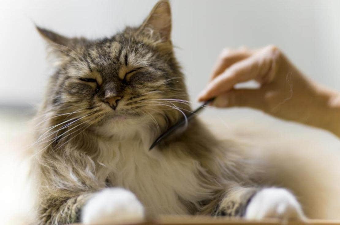 En katt som blir kammad