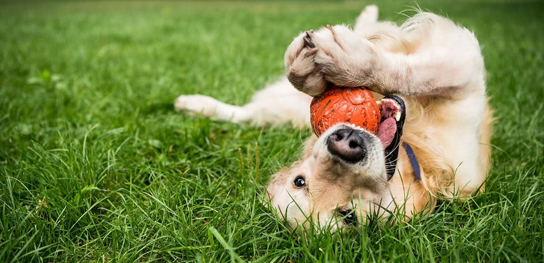 Golden retriever lying on its back playing with a ball in grass.