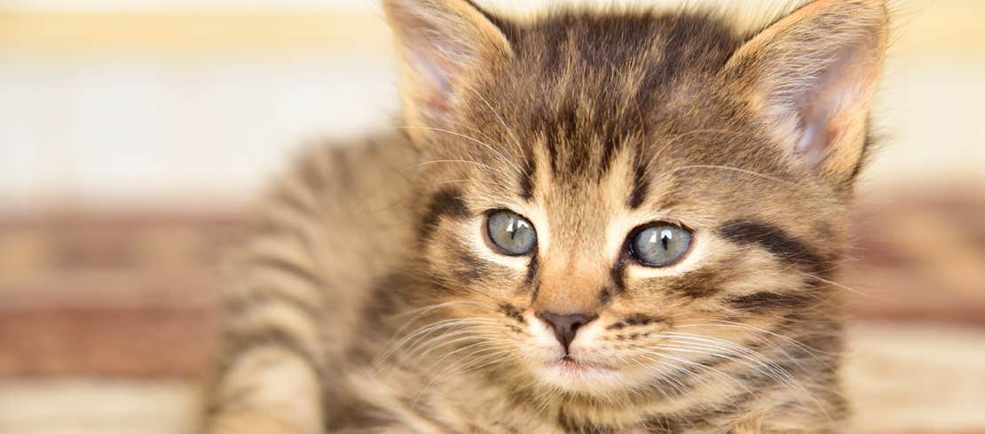 A young alert kitten sitting on a bed.
