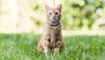 A cat with a Seresto® collar sitting on a lawn