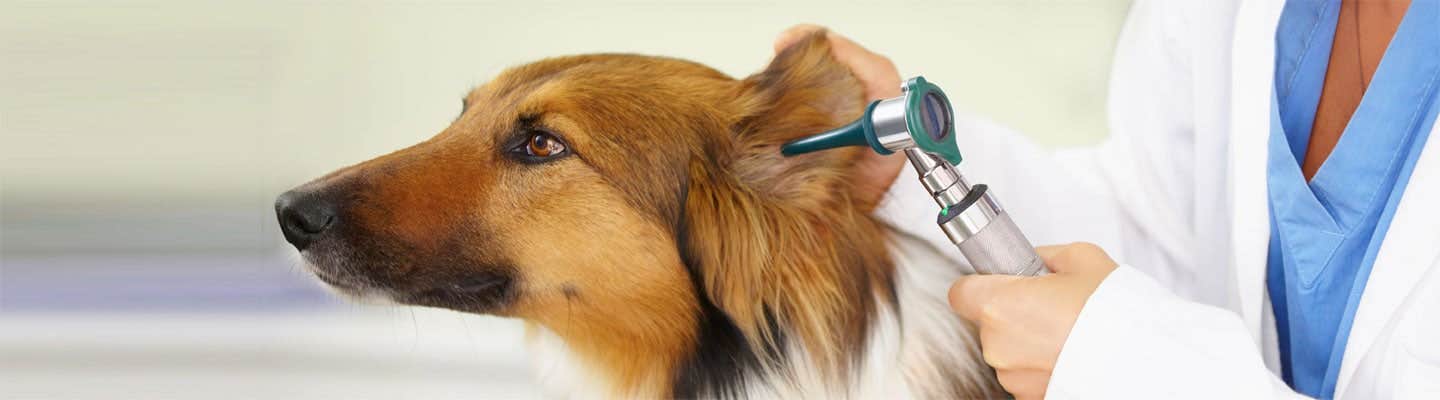 犬が頭を振る4つの理由 