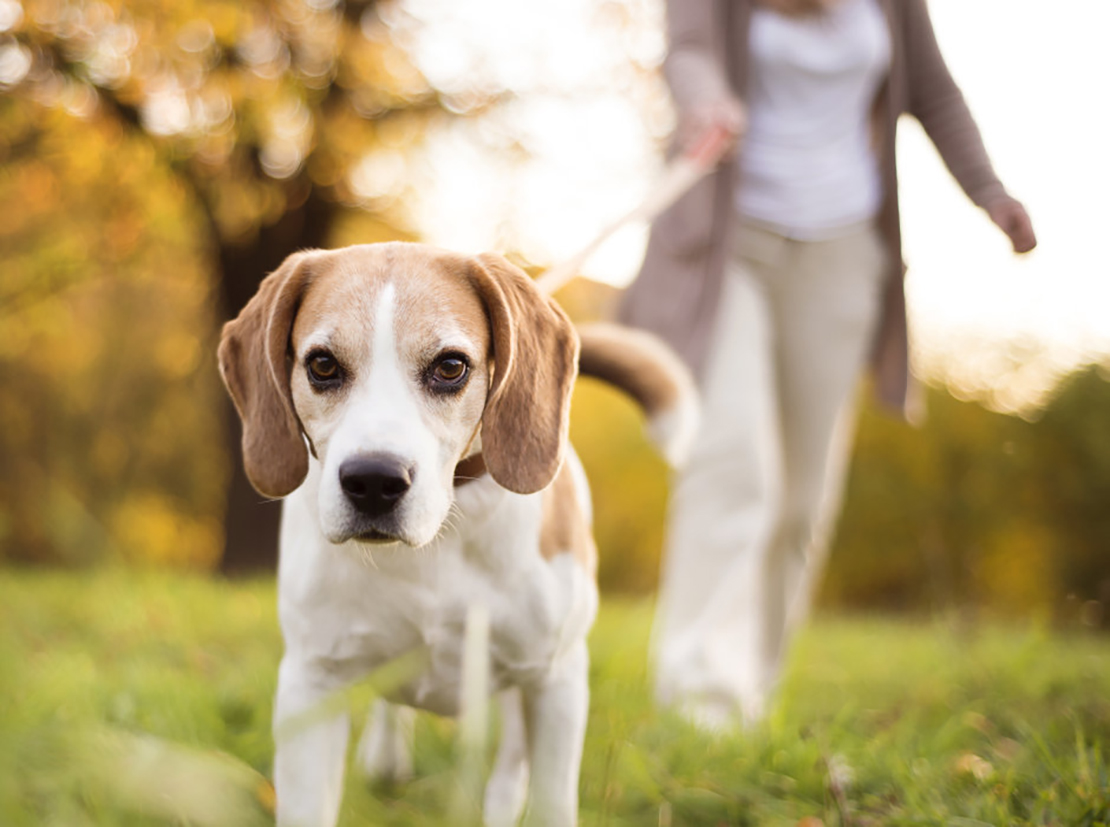 Egy beagle sétáltatatása