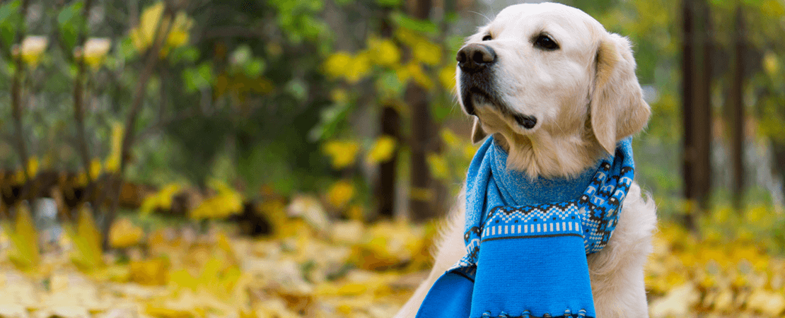 Should You Put a Sweater on Your Dog in Cold Weather?  