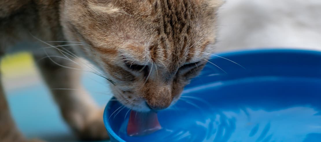 Orange tabby cat drinking water from a blue bowl.