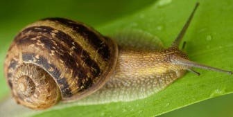 Slugs and snails spread lungworm
