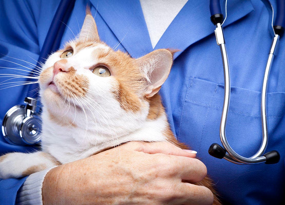 Gato no colo de veterinária