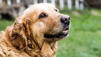 Happy brown dog in the park 