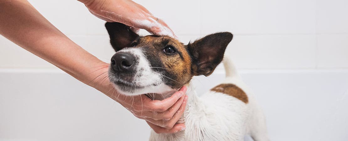 Pet owner bathing dog