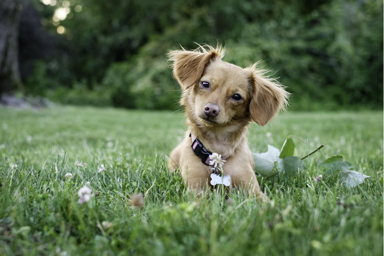 Dog sitting in grass