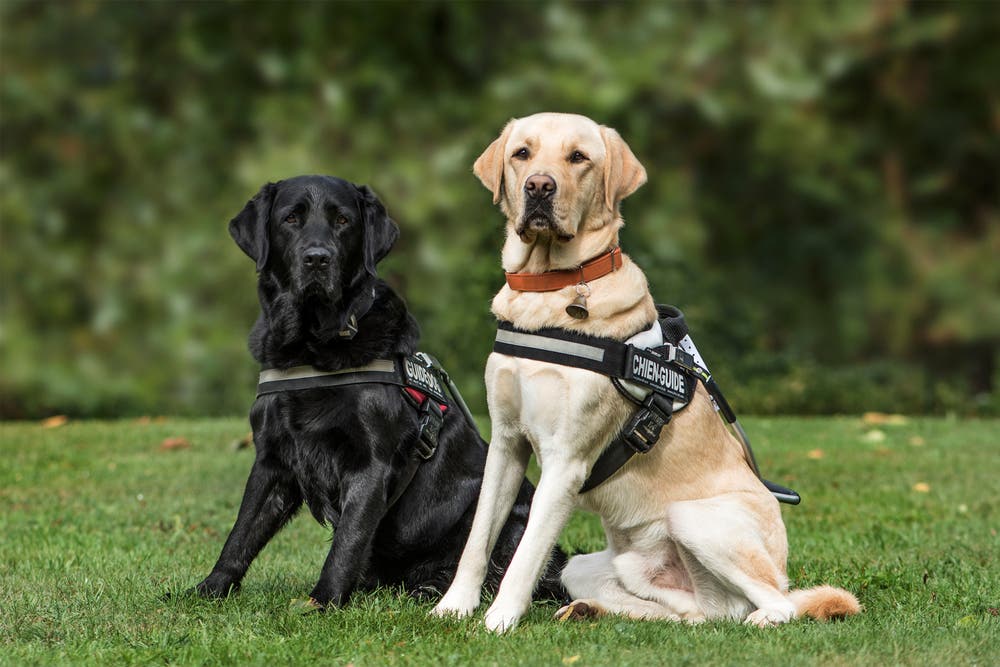 Labrador retrievers in een hondenharnas 