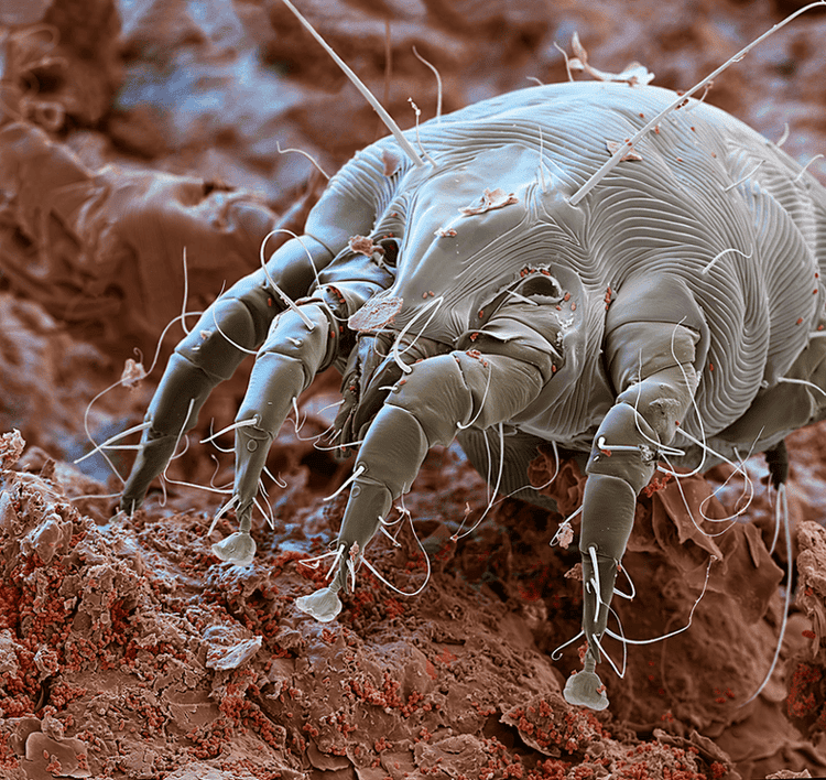  Otodectes cynotis, causadora de sarna de ouvido