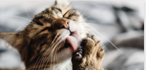 Le chat se lave