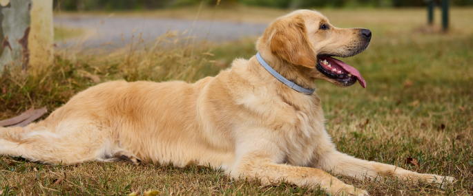 Golden retriever wearing Seresto collar