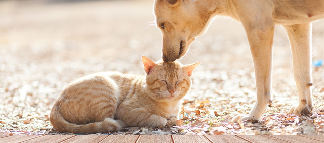 Tabby cat lying on outside porch with tan dog sniffing its head.
