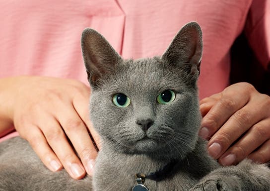 Russian blue cat sitting on owner’s lap.