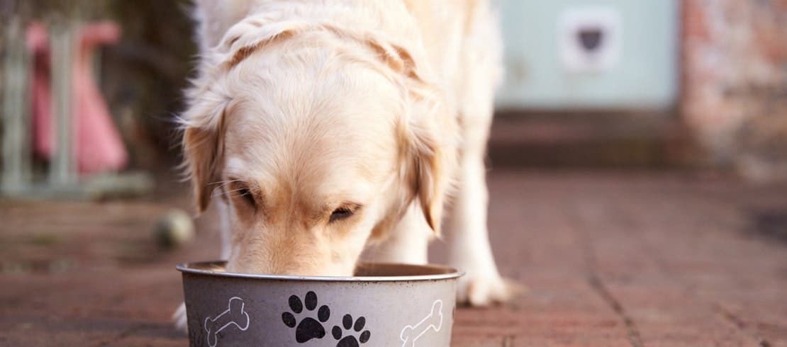 Golden retriever dog eating a bowl of pumpkin puree.