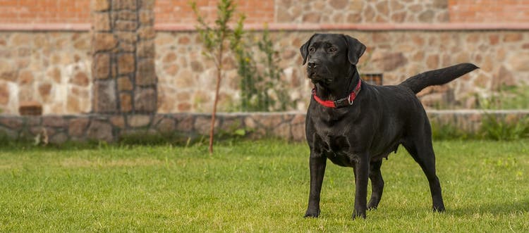 Black Labrador, who looks ready to chase after a ball, standing in a large yard.