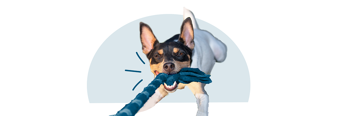 An Australian kelpie mix playing tug of war. 